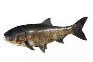 大頭魚-深圳市偉泰發餐飲管理有限公司